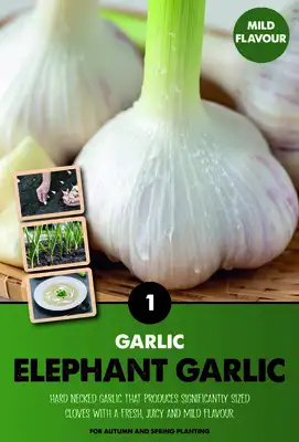 Elephant Garlic - New