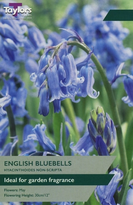 English Bluebells (Hyacinthoides Non-Scripta) TP 6-8cm