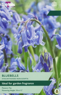English Bluebells (Hyacinthoides Non-Scripta) TP 6-8cm