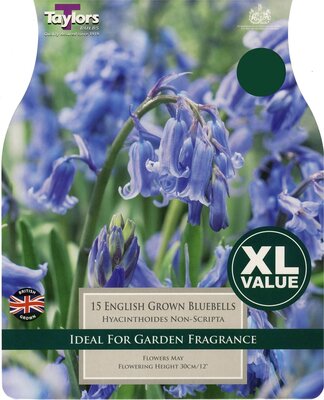English Grown Bluebells 6-8
