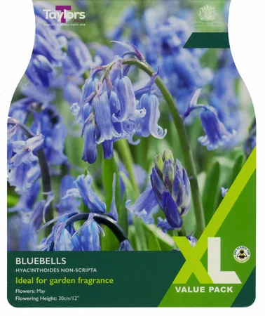 English Grown Bluebells 6-8