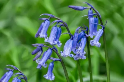 English Grown Bluebells 6Up