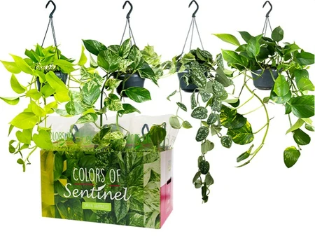 Epipremnum mix  P15, hanging pot