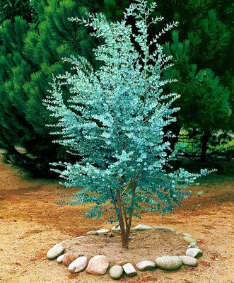 Eucalyptus gunnii 2 Ltr pot