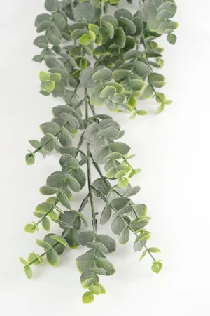 Eucalyptus Hanging Green - L78Xw22Xh5Cm - image 2