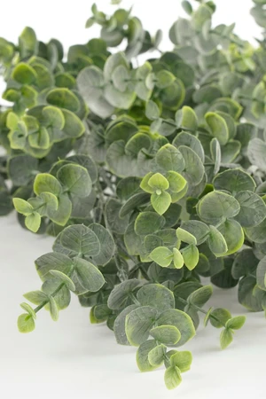 Eucalyptus Hanging Green - L78Xw22Xh5Cm - image 3