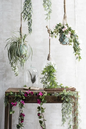 Eucalyptus Hanging Green - L78Xw22Xh5Cm - image 5