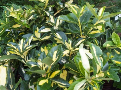 Euonymus For. Blondy 2Litre