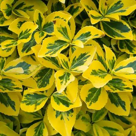 Euonymus For. Emerald N Gold 2Litre