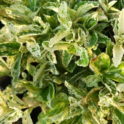 Euonymus fort. 'Harlequin'² 2L, square pot