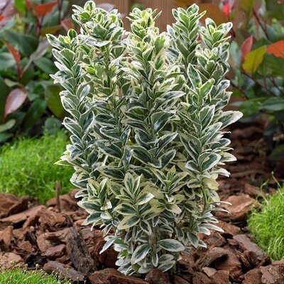 Euonymus jap. 'White Spire'  2 Ltr pot