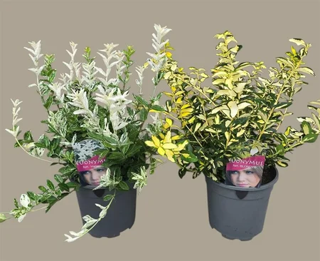 Euonymus mix  2.5 Ltr pot