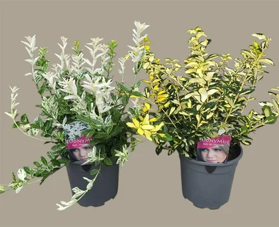 Euonymus mix  2.5 Ltr pot