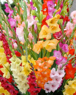 Extra Value Gladioli Mixed Colours