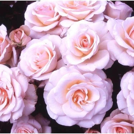 Fab @ 40 Shell Pink