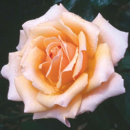 Fab @ 50 Pink/Apricot Blend