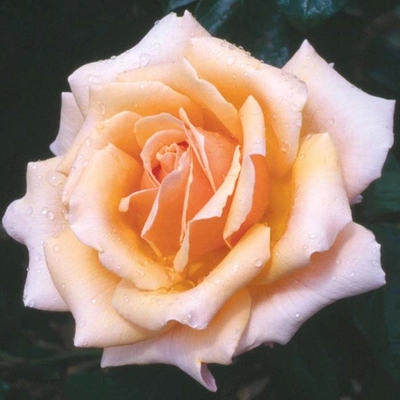 Fab @ 50 Pink/Apricot Blend