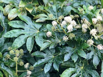 Fatsia japonica (outdoor)  2 Ltr pot