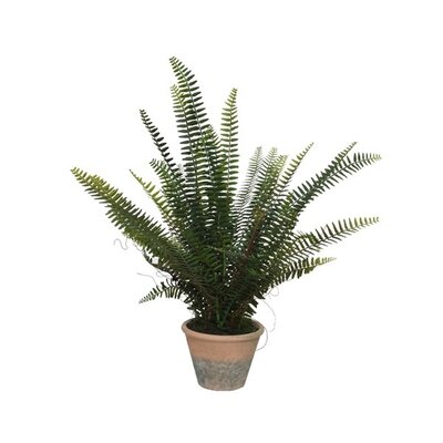 Fern In Pot Plastic H60cm Green