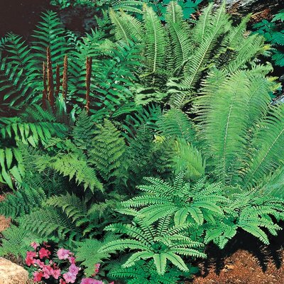 Fern mix (hardy)  5 Ltr pot