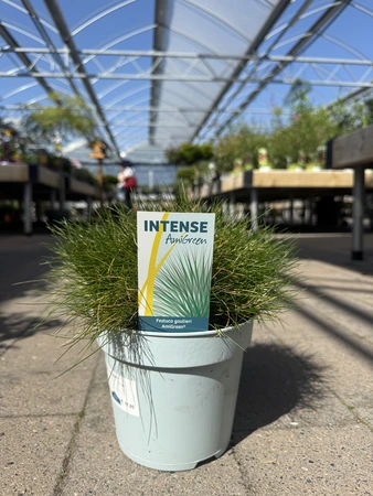 Festuca gautieri 'AmiGreen'®  2 Ltr pot - image 1