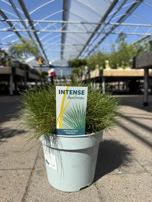 Festuca gautieri 'AmiGreen'®  2 Ltr pot - image 1