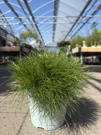 Festuca gautieri 'AmiGreen'®  2 Ltr pot - image 2