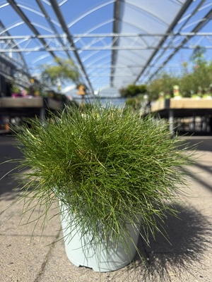 Festuca gautieri 'AmiGreen'®  2 Ltr pot - image 2