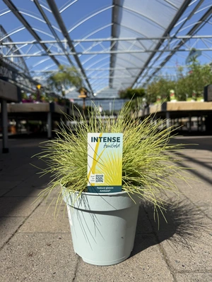 Festuca glauca 'AmiGold'®  2 Ltr pot