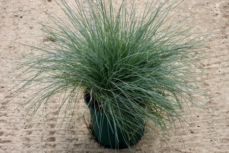 Festuca glauca 'Intense Blue'®  2 Ltr pot