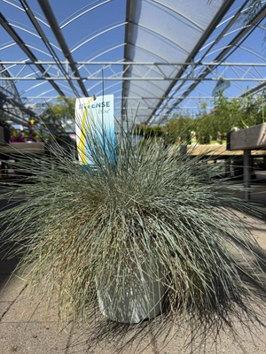 Festuca glauca 'Intense Blue'® 5 Ltr pot