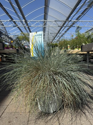 Festuca glauca 'Intense Blue'®  5 Ltr pot - image 2