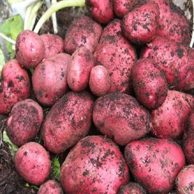 First Earliers Red Duke Of York 2Kg Nets