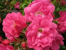 Flower Carpet Pink 3.5Lt