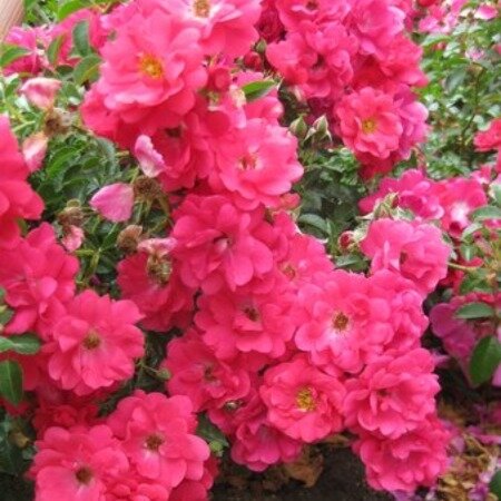 Flower Carpet Pink Supreme 3.5lt