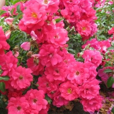 Flower Carpet Pink Supreme 3.5lt