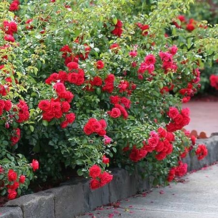 Flower Carpet Scarlet 3.5lt