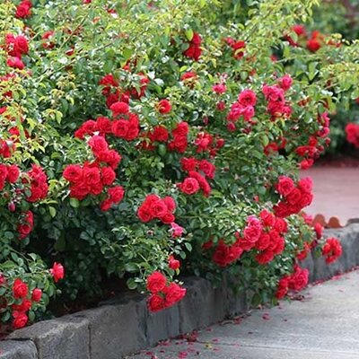 Flower Carpet Scarlet 3.5lt