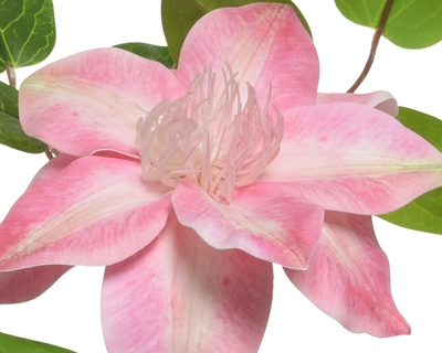Flower Clematis On Stem Pink H85Cm - image 2