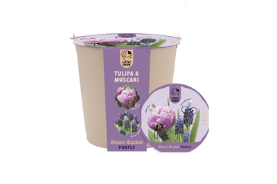 Flower Pot Lasagne Pack Pink