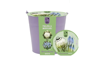 Flower Pot Lasagne Pack White