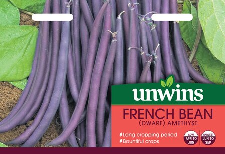 French Bean (Dwarf) Amethyst - image 1