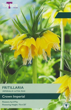 Fritillaria Imperialis Lutea Max 18-20