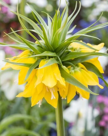 Fritillaria Imperialis Lutea Max 18-20