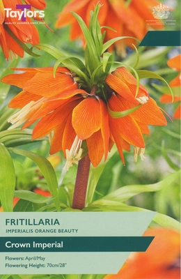 Fritillaria Imperialis Orange Beauty 18-20 P/P