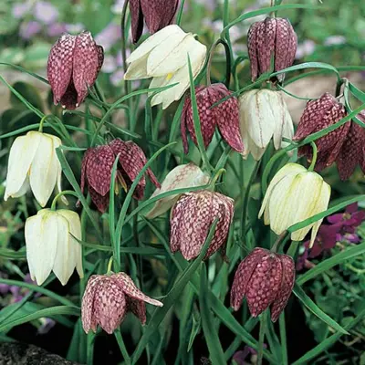 Fritillaria Meleagris 5-6 Sel