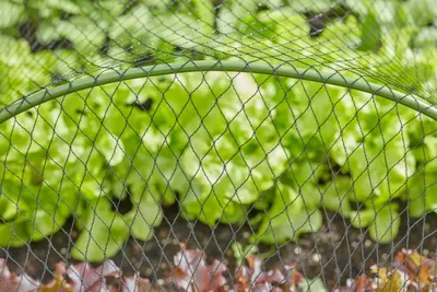 Fruit Netting  25mm Black Mesh  4m x 10m