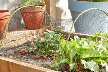 Fruit Netting  25mm Black Mesh  4m x 10m - image 2