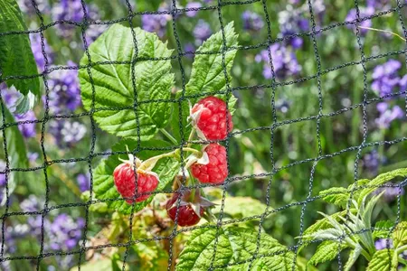 Fruit Netting  25mm Black Mesh  4m x 10m - image 3