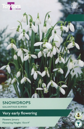 Galanthus Elwesii 5-6